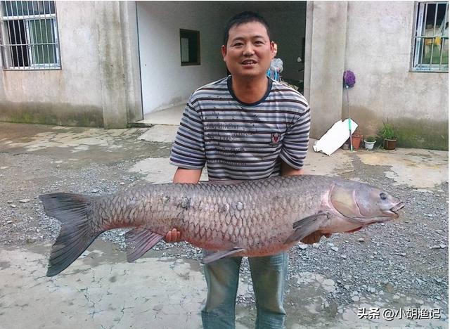 青鱼石吊坠图片大全，50斤青鱼石价格