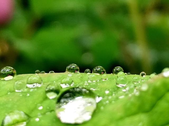 小林一茶的俳句苍蝇,小林一茶的俳句原文