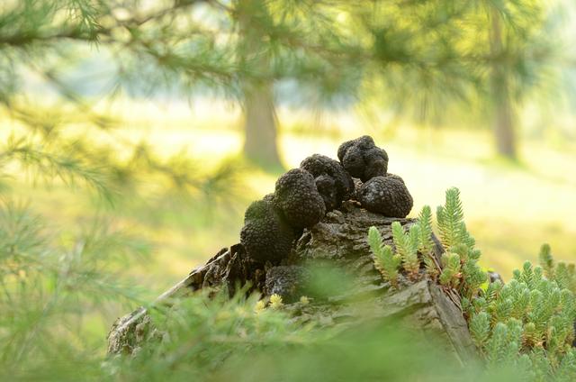 黑松露多少钱一斤，黑松露的功效与作用