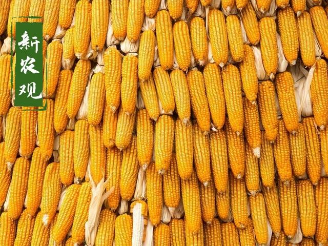 废铁回收价格今日价，今天玉米多少钱一斤