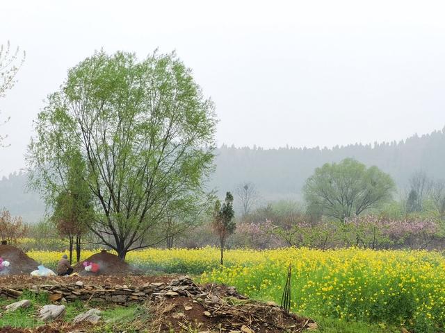 上坟必备三种水果，上坟必备三种水果可以拿走吃了吗