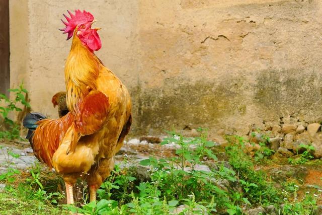 古代皇上起床叫什么名字,皇上起床了古文怎么说