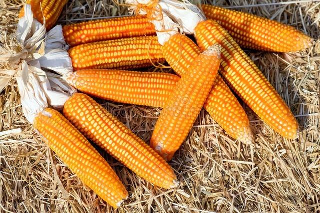 废铁回收价格今日价，今天玉米多少钱一斤