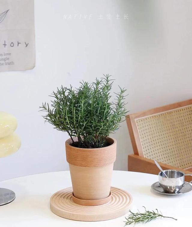 迷迭香可以放卧室吗有毒吗，迷迭香可以放卧室吗有毒吗安全吗