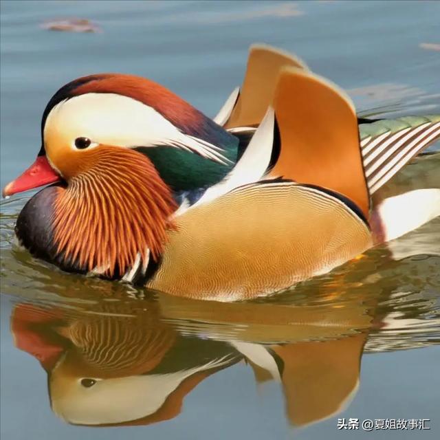 鸯还能组什么词语，鸳鸯的鸯还能组什么词语