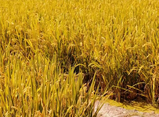 最早种植水稻的是哪个国家遗址，最早种植水稻的是哪个国家遗址的