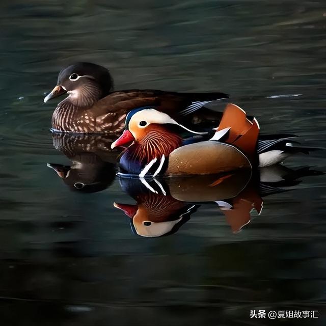 鸯还能组什么词语，鸳鸯的鸯还能组什么词语