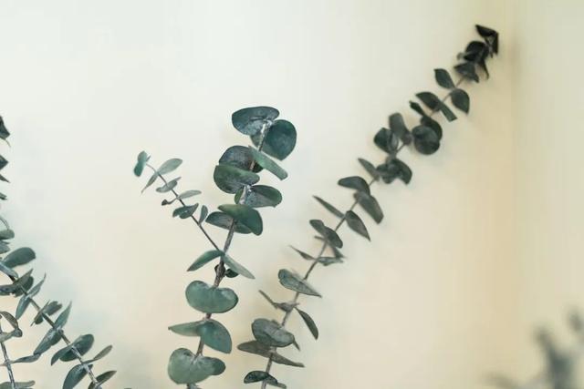 驱蚊的植物有哪些，驱蚊的植物有哪些图片