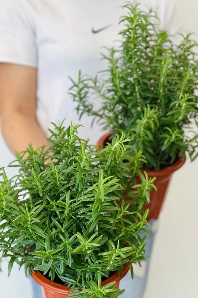 迷迭香可以放卧室吗有毒吗，迷迭香可以放卧室吗有毒吗安全吗