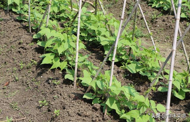 北方二三月份种什么菜，适合二三月种的菜