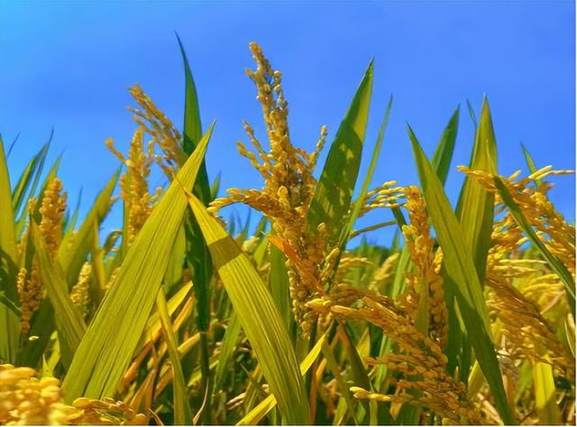 最早种植水稻的是哪个国家遗址，最早种植水稻的是哪个国家遗址的