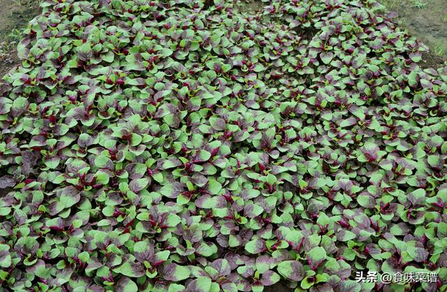 北方二三月份种什么菜，适合二三月种的菜