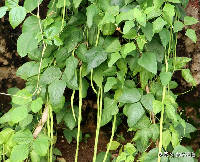 北方二三月份种什么菜，适合二三月种的菜