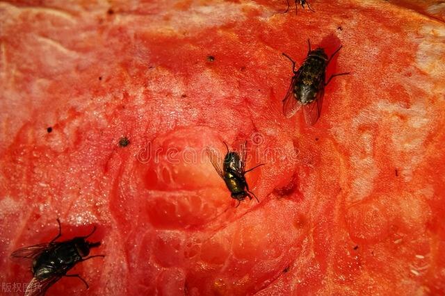 午餐肉可以冷冻保存吗多久，午餐肉可以冷冻保存吗多久可以吃