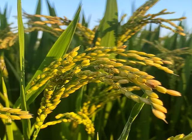 最早种植水稻的是哪个国家遗址，最早种植水稻的是哪个国家遗址的