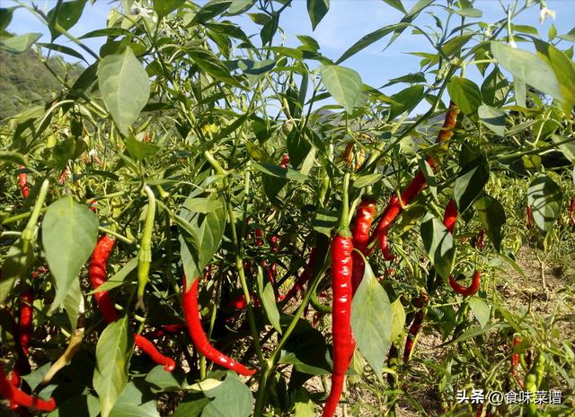 北方二三月份种什么菜，适合二三月种的菜