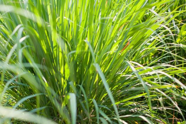 驱蚊的植物有哪些，驱蚊的植物有哪些图片