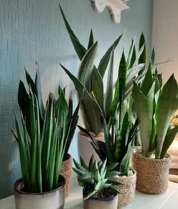 迷迭香可以放卧室吗有毒吗，迷迭香可以放卧室吗有毒吗安全吗