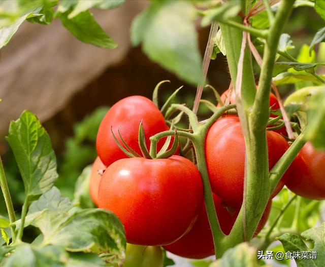 北方二三月份种什么菜，适合二三月种的菜