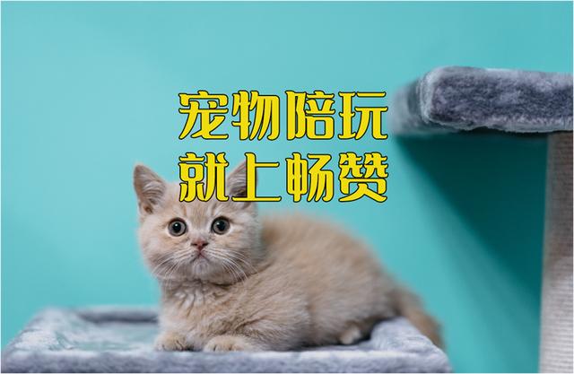 三亚租游艇宝贝能睡吗，游艇宝贝能提供什么服务