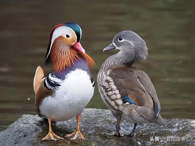 鸯还能组什么词语，鸳鸯的鸯还能组什么词语