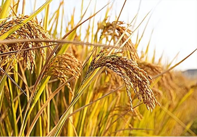 最早种植水稻的是哪个国家遗址，最早种植水稻的是哪个国家遗址的