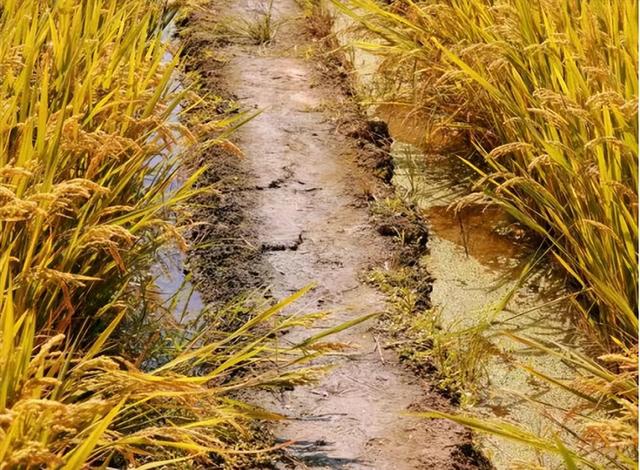最早种植水稻的是哪个国家遗址，最早种植水稻的是哪个国家遗址的