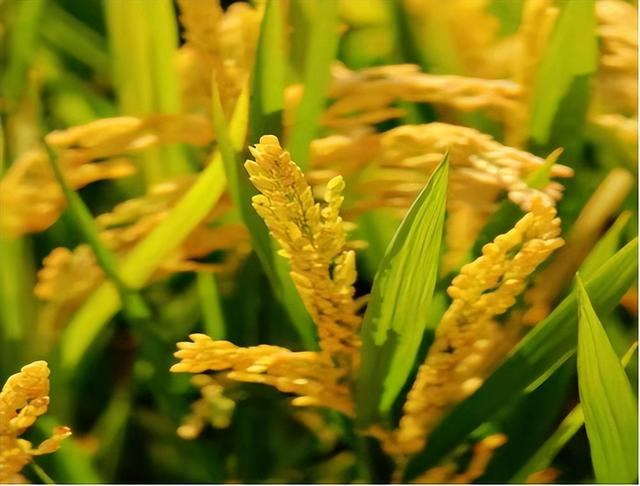 最早种植水稻的是哪个国家遗址，最早种植水稻的是哪个国家遗址的