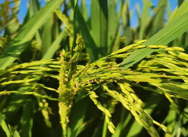 最早种植水稻的是哪个国家遗址，最早种植水稻的是哪个国家遗址的