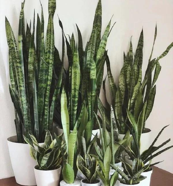 迷迭香可以放卧室吗有毒吗，迷迭香可以放卧室吗有毒吗安全吗