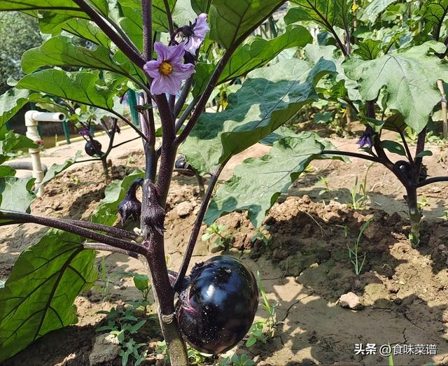 北方二三月份种什么菜，适合二三月种的菜