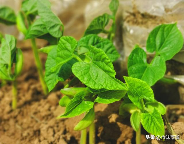 北方二三月份种什么菜，适合二三月种的菜