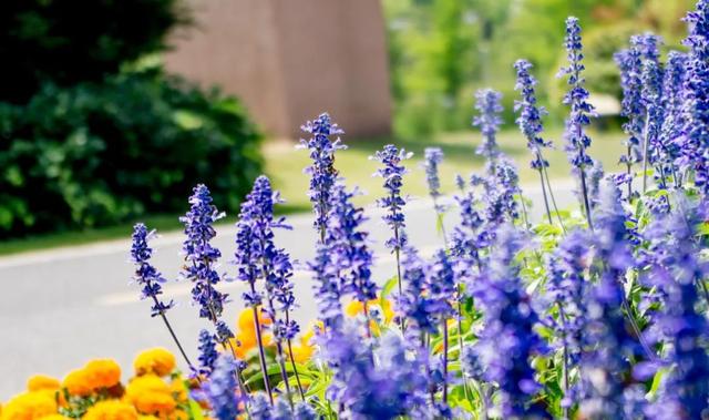 驱蚊的植物有哪些，驱蚊的植物有哪些图片