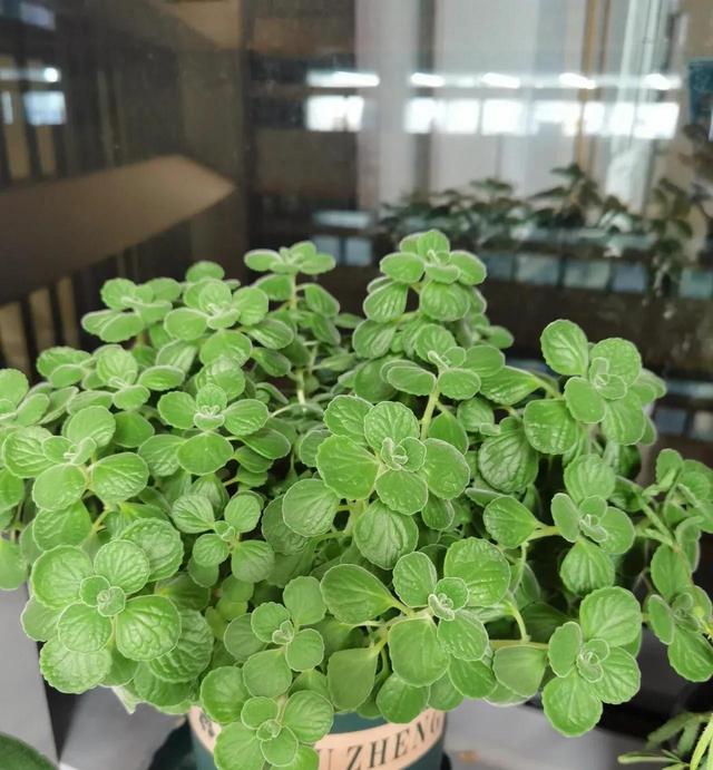 迷迭香可以放卧室吗有毒吗，迷迭香可以放卧室吗有毒吗安全吗