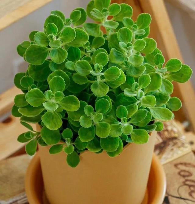 迷迭香可以放卧室吗有毒吗，迷迭香可以放卧室吗有毒吗安全吗