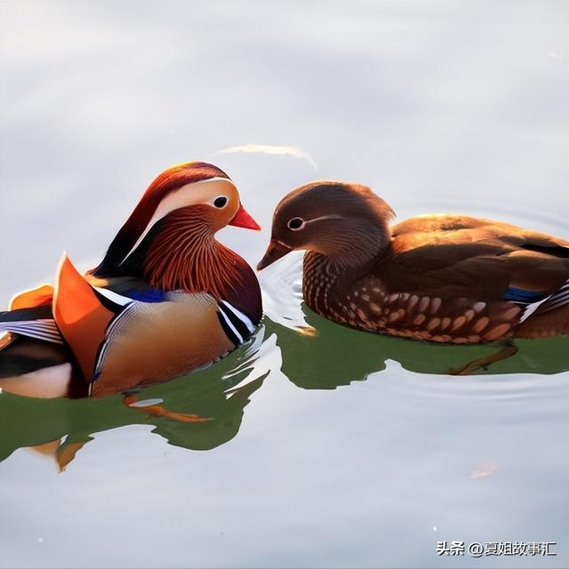 鸯还能组什么词语，鸳鸯的鸯还能组什么词语