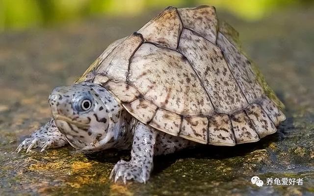 新手适合养什么龟最好,新手适合养什么龟最好养