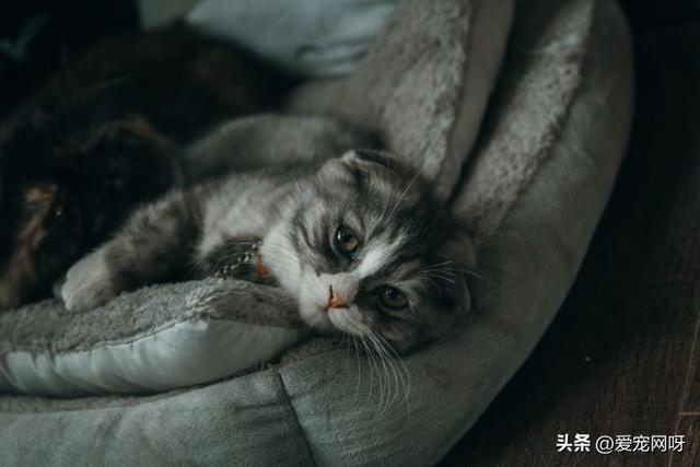 世界名猫排行榜前十,世界名猫排行榜前十图片