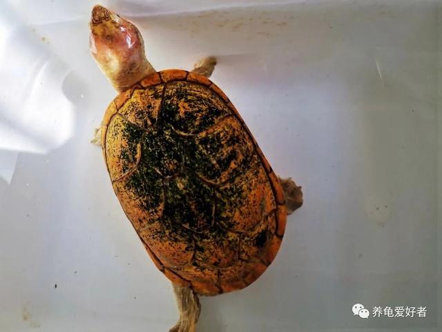 新手适合养什么龟最好,新手适合养什么龟最好养