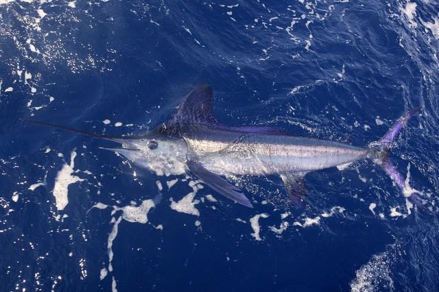 世界十大珍稀海洋动物图片高清,世界十大珍稀动物有哪些