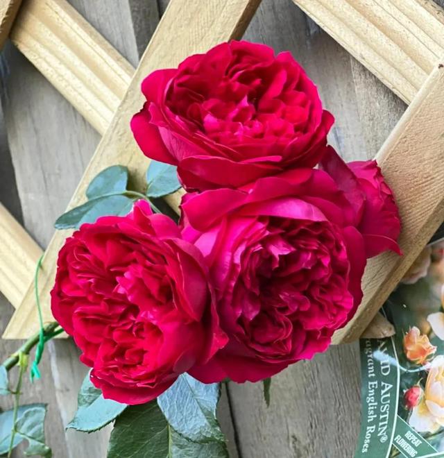 十大最好看月季品种图片,十大最好看月季品种图片大全