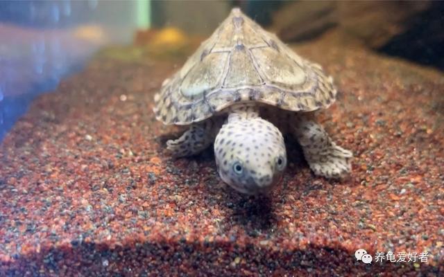 新手适合养什么龟最好,新手适合养什么龟最好养